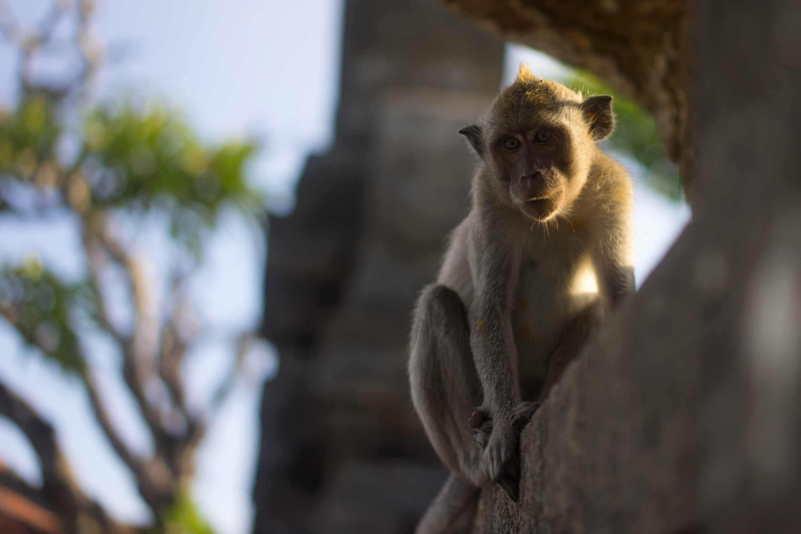 A monkey looks for something shiny to steal to trade for food