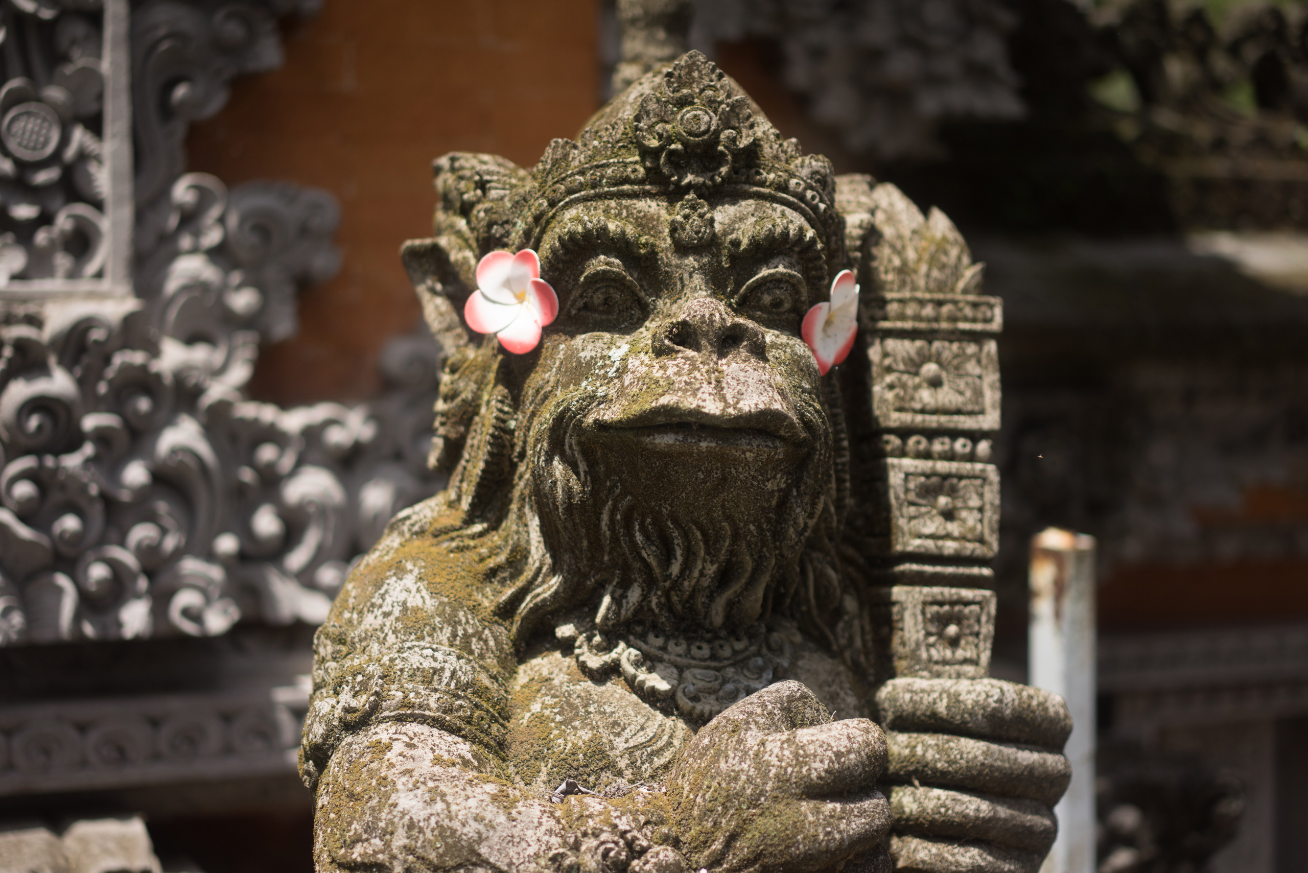 A monkey Bedogol with flowers in its ears