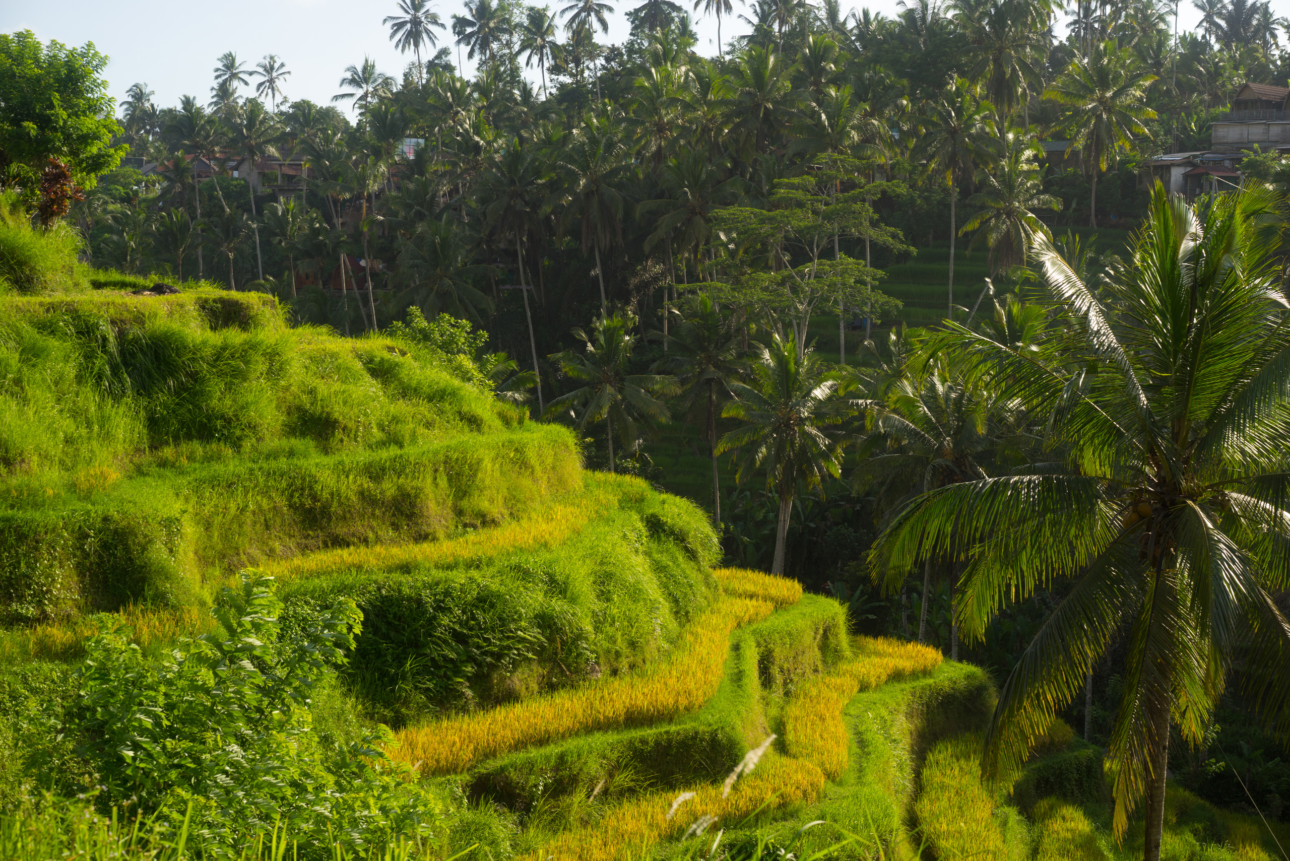 The yellow rice contrasting to the green grasses of the hills