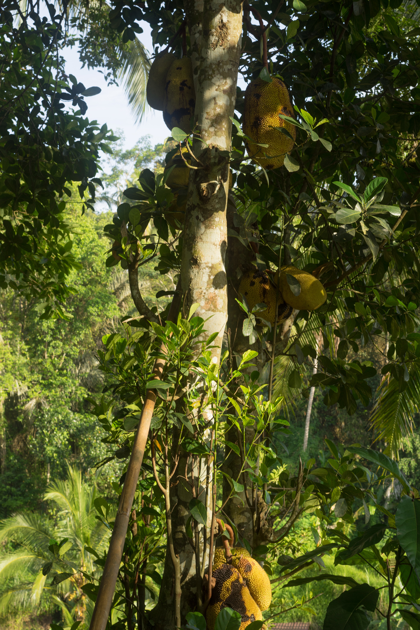 Healthy jackfruits growing at the top of the hill