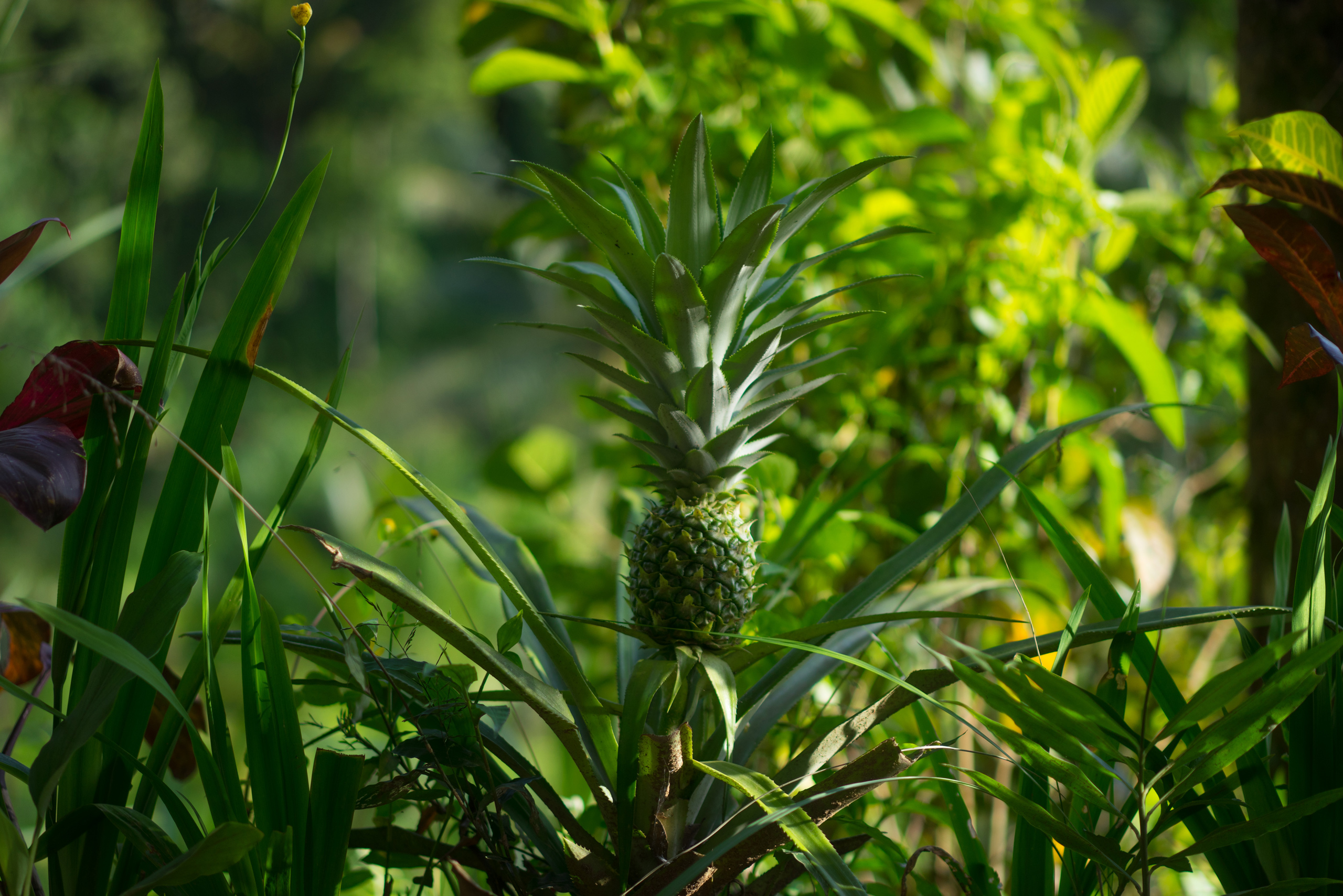 A baby pineapple full of life