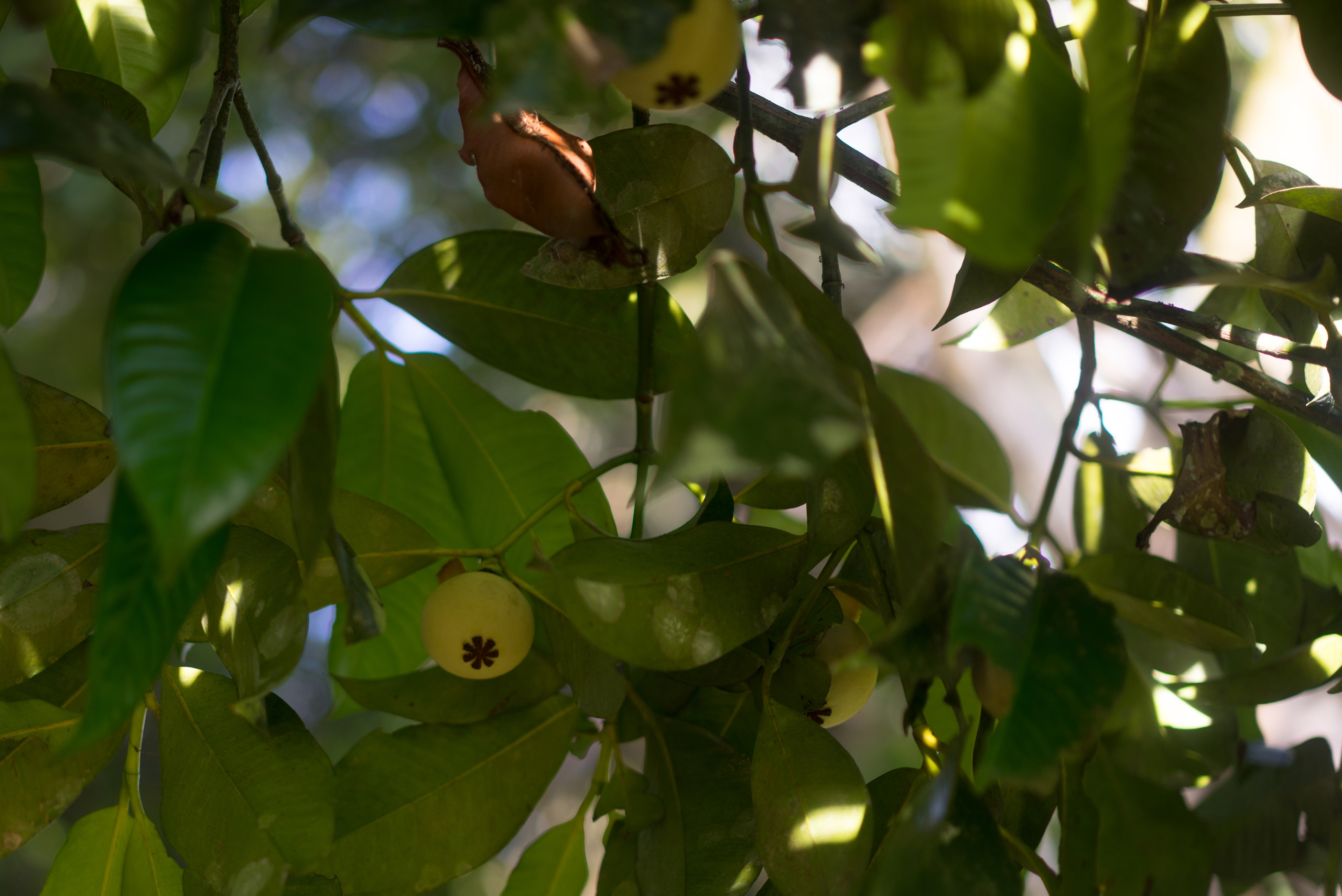 Mangosteen growing all around us
