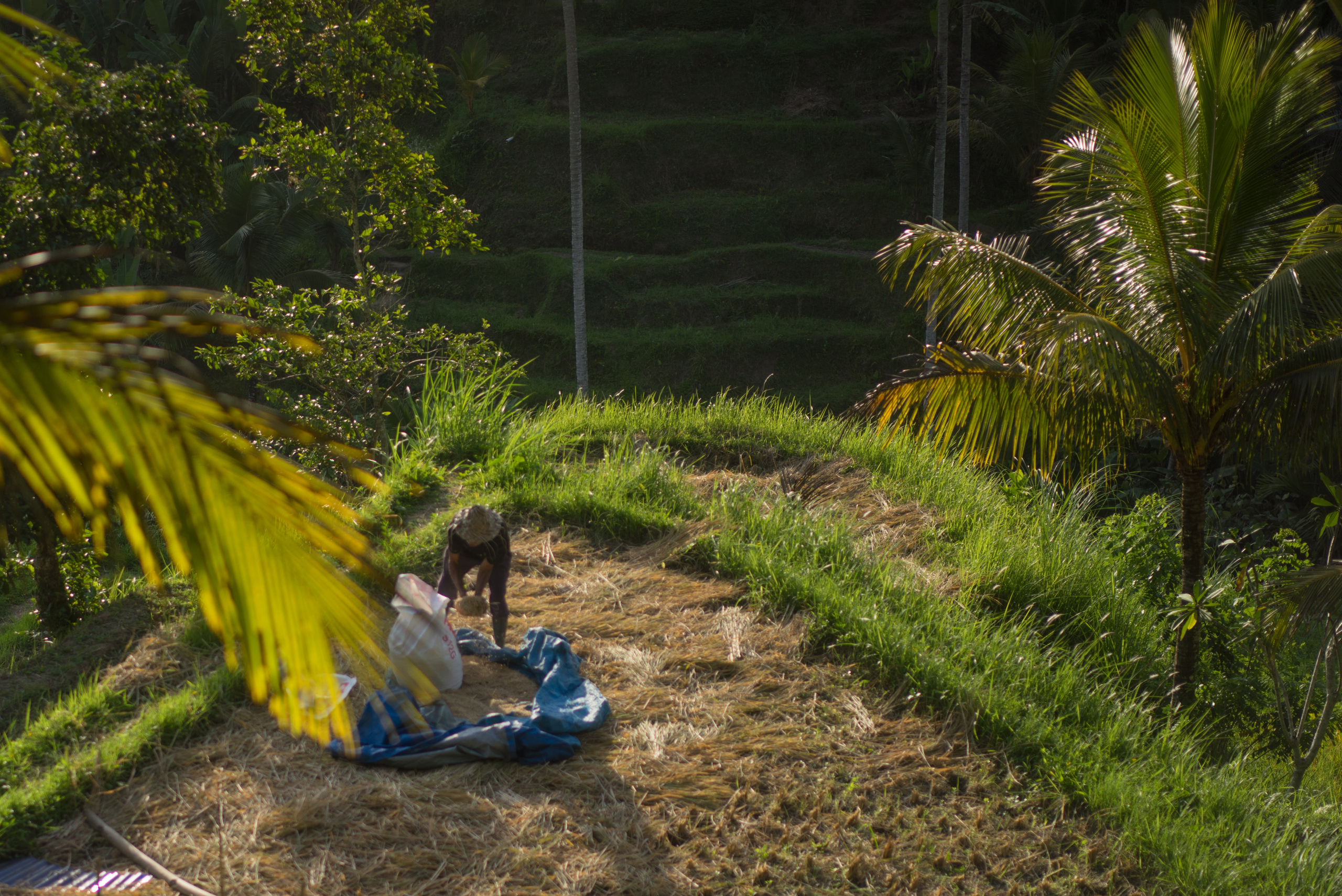 A worker hard at harvesting while we enjoy our fancy fruit drinks