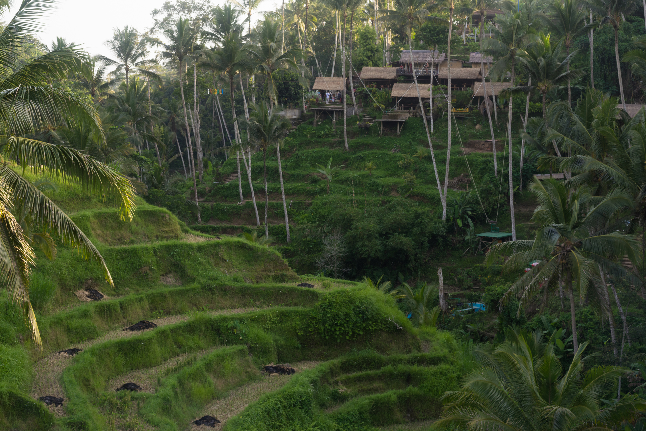 Little smolder piles sit on the terraces and swings for WOOing in