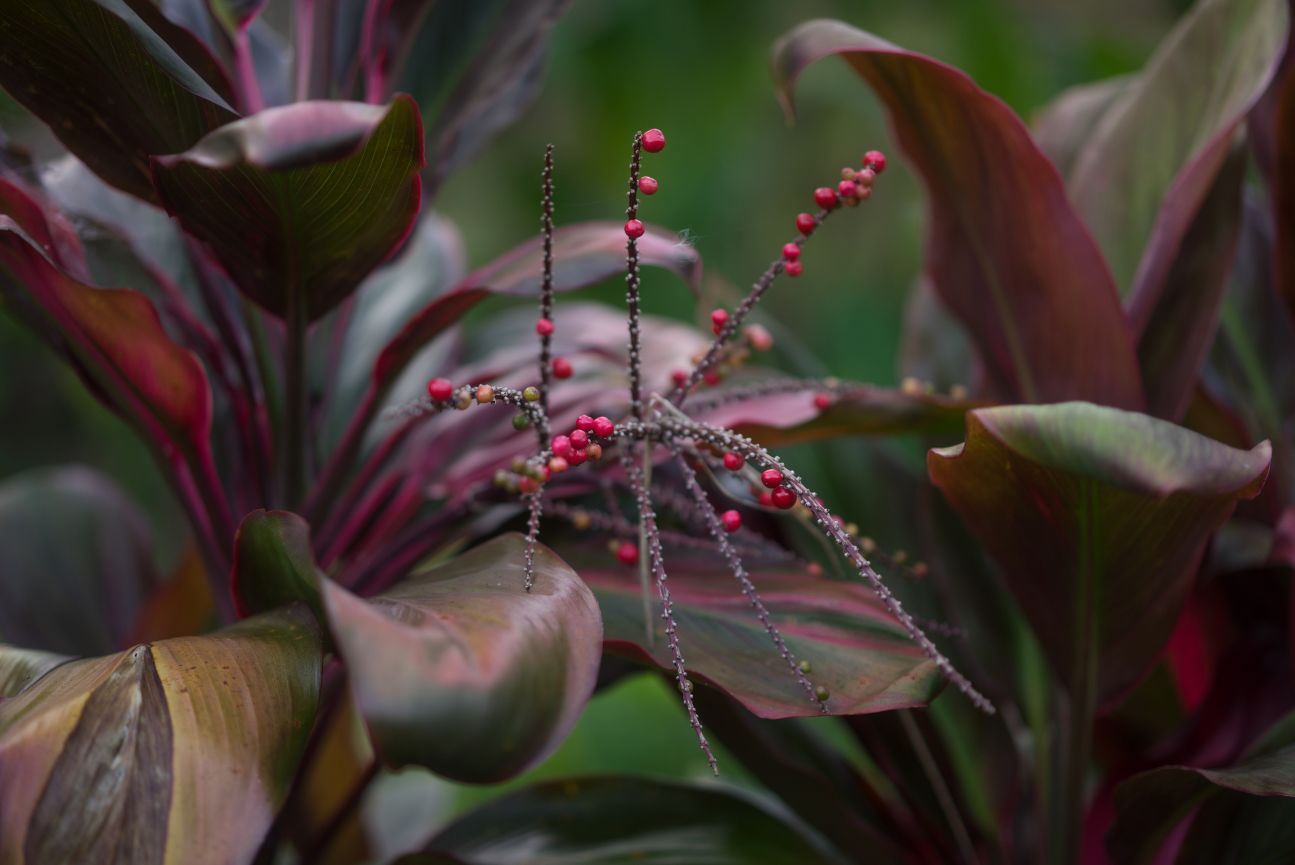 Bali foliage