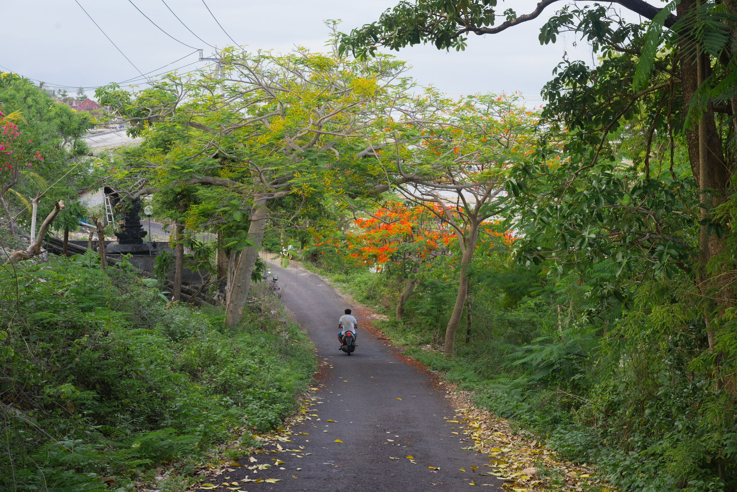 A local scoots down the seaside road under the flowering trees