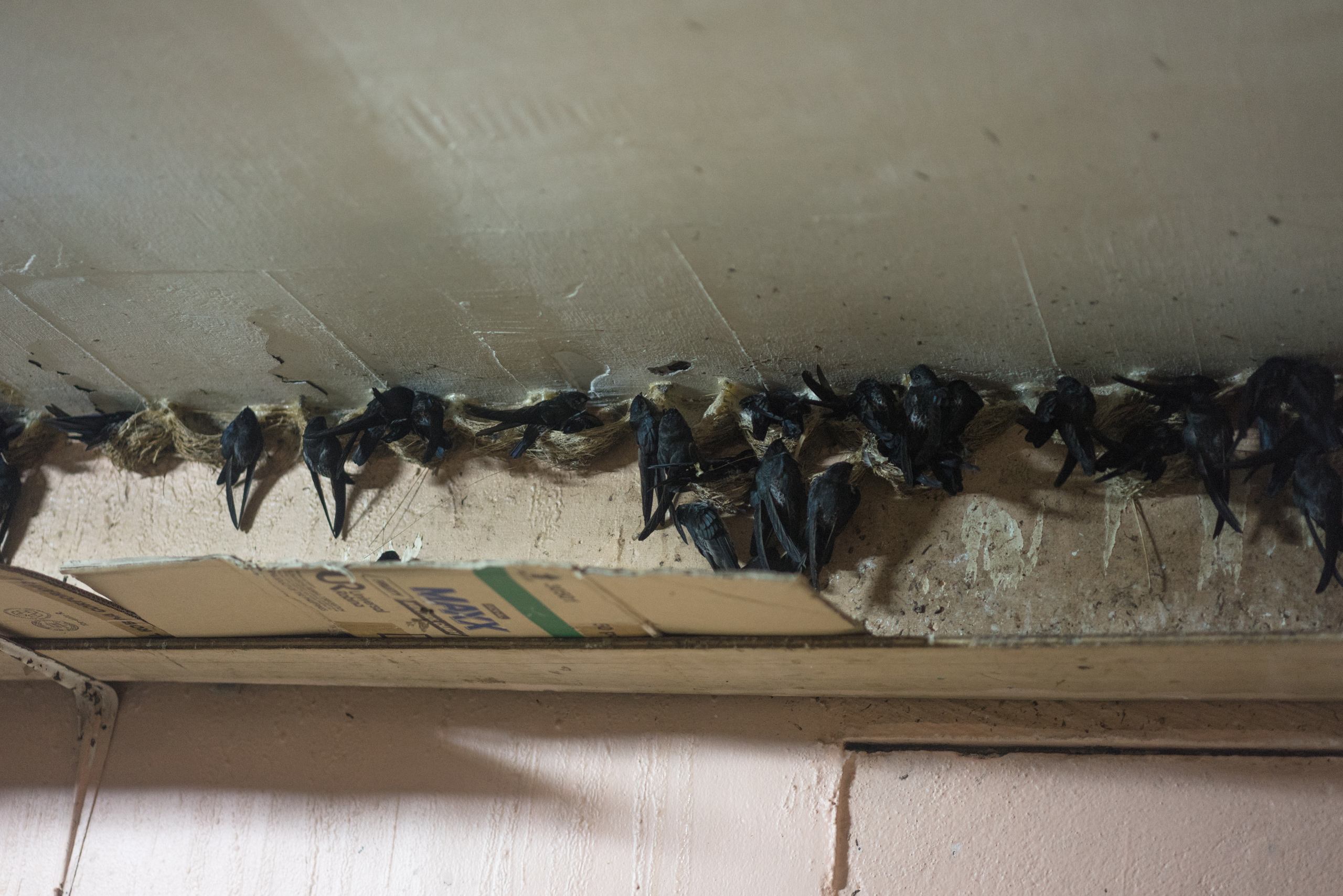 Swifts nesting in Mary's