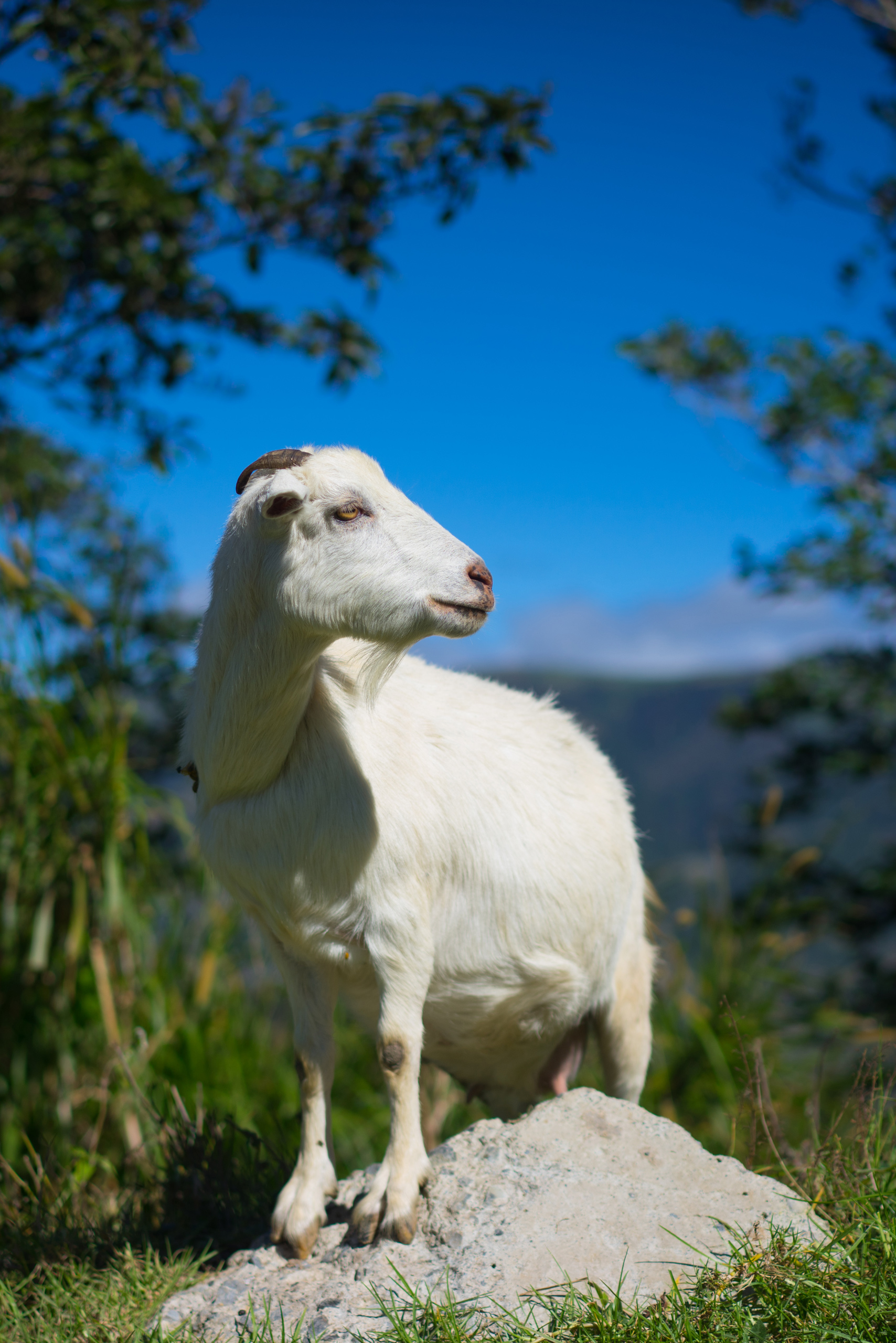 This goat just stares at the Kaingan Rice Terraces all day and will take a break to watch you take a leak