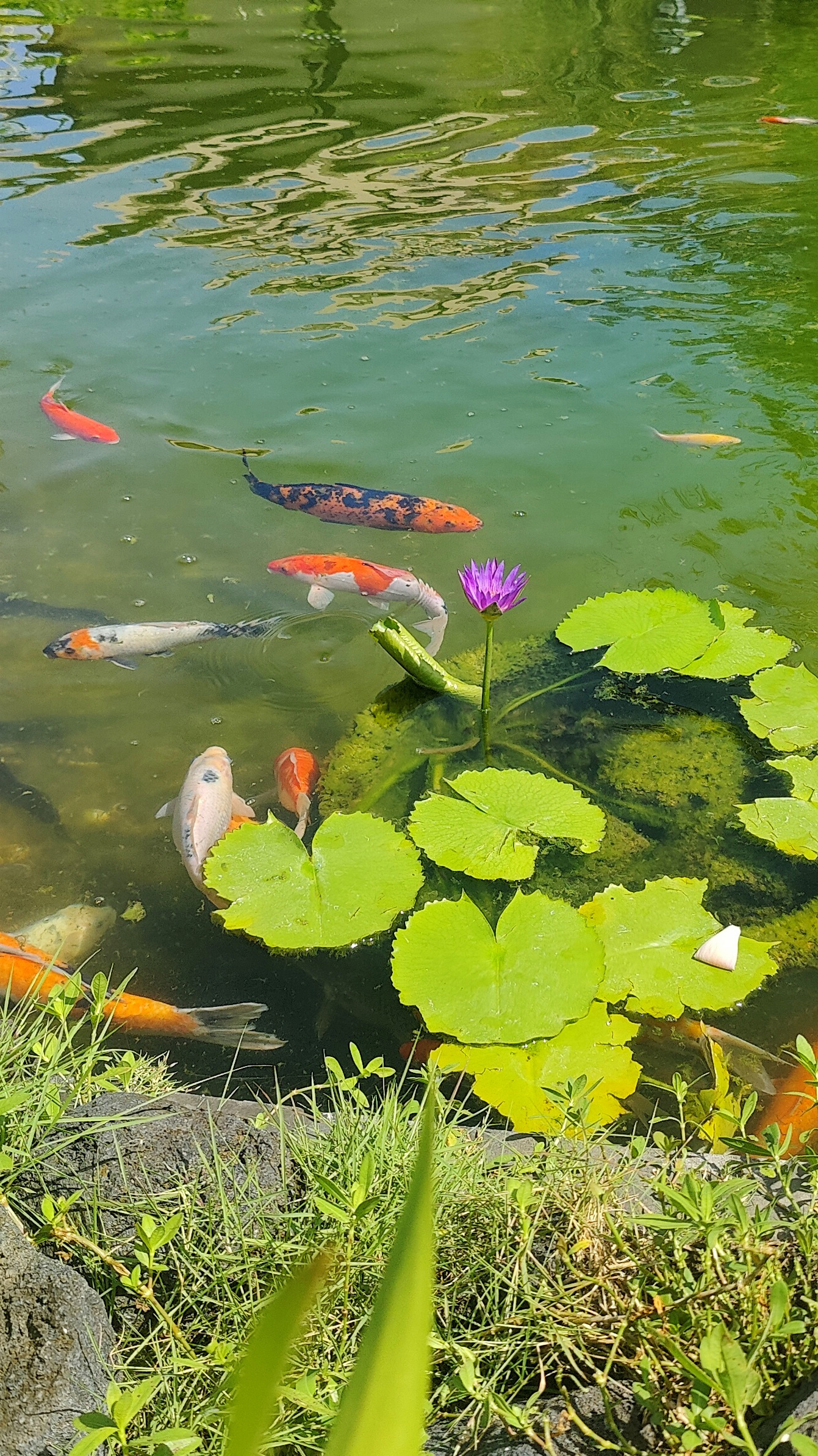The Koi pond and lotus flowers inside BBG
